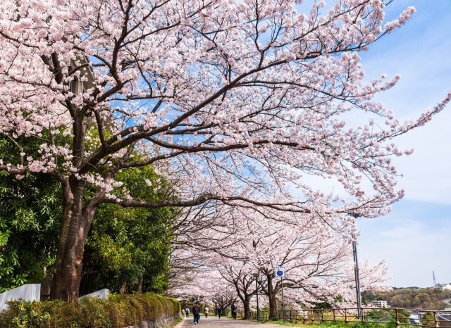 関西福祉大学・西はりま医療専門学校に近い物件